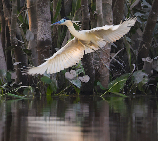 Capped Heron