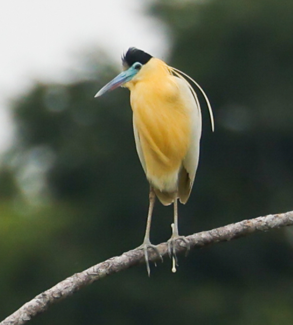 Capped Heron