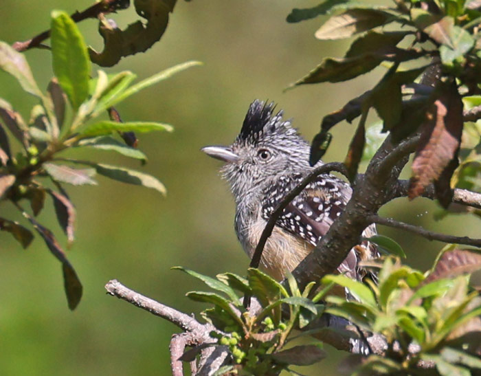 Chapman's Antshrike