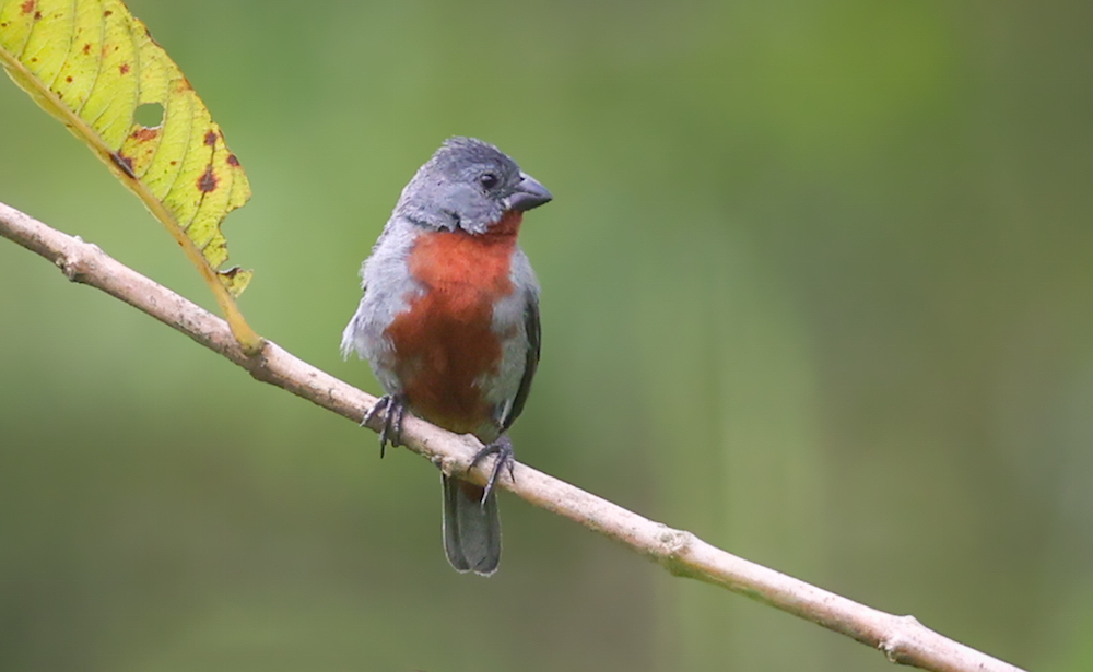 Chestnut-bellied Seedeater