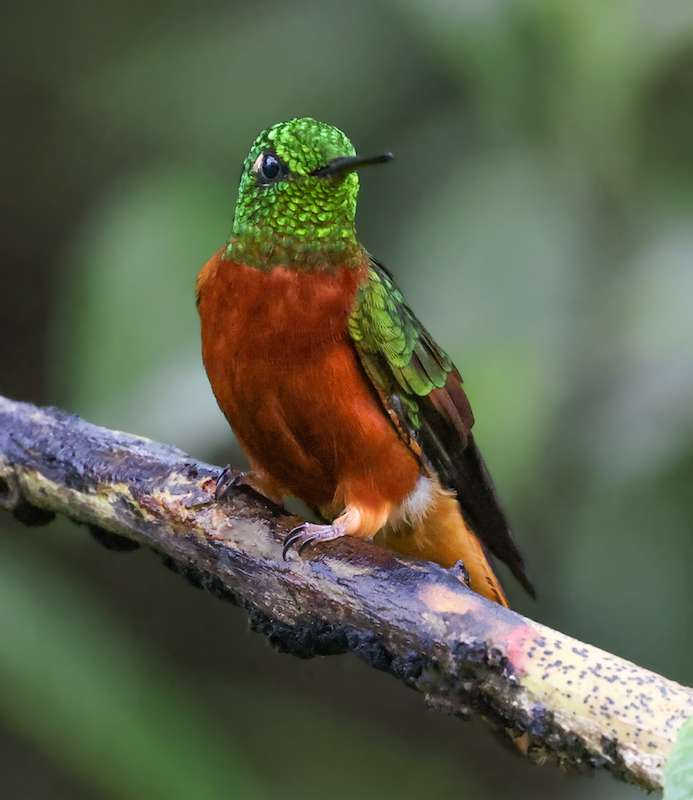 Chestnut-breasted Coronet