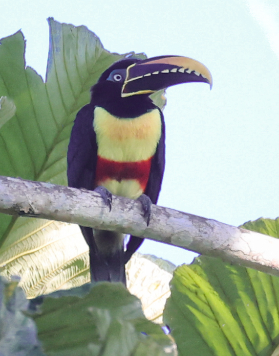 Chestnut-eared Aracari