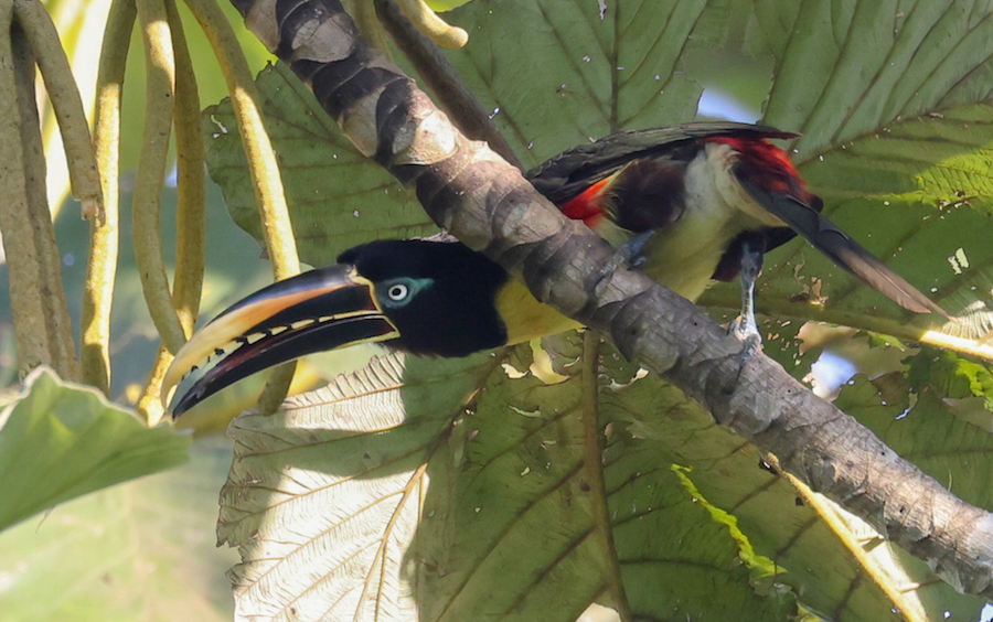 Chestnut-eared Aracari