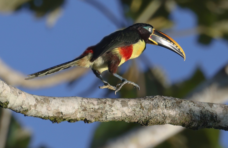 Chestnut-eared Aracari