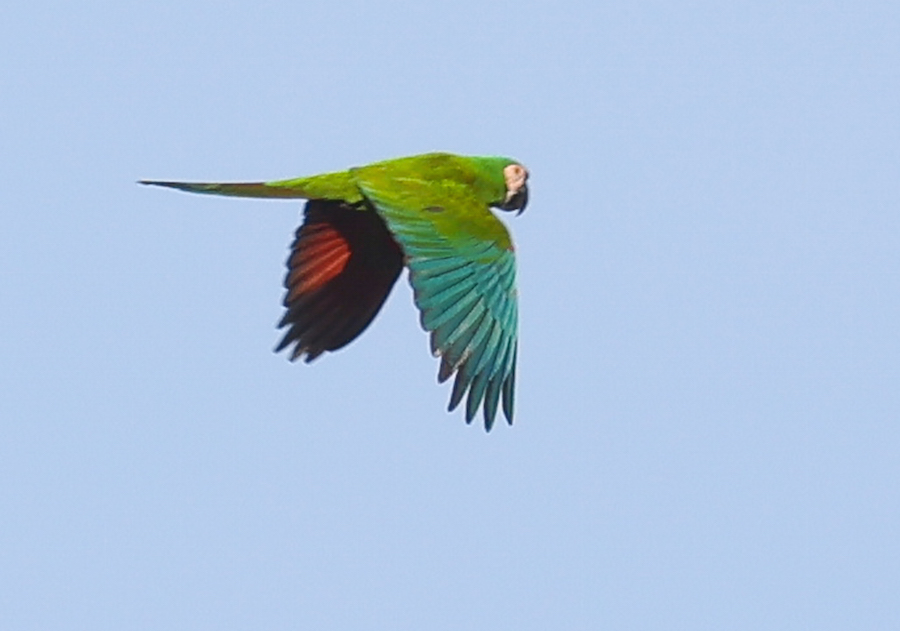 Greater Chestnut-fronted Macaw
