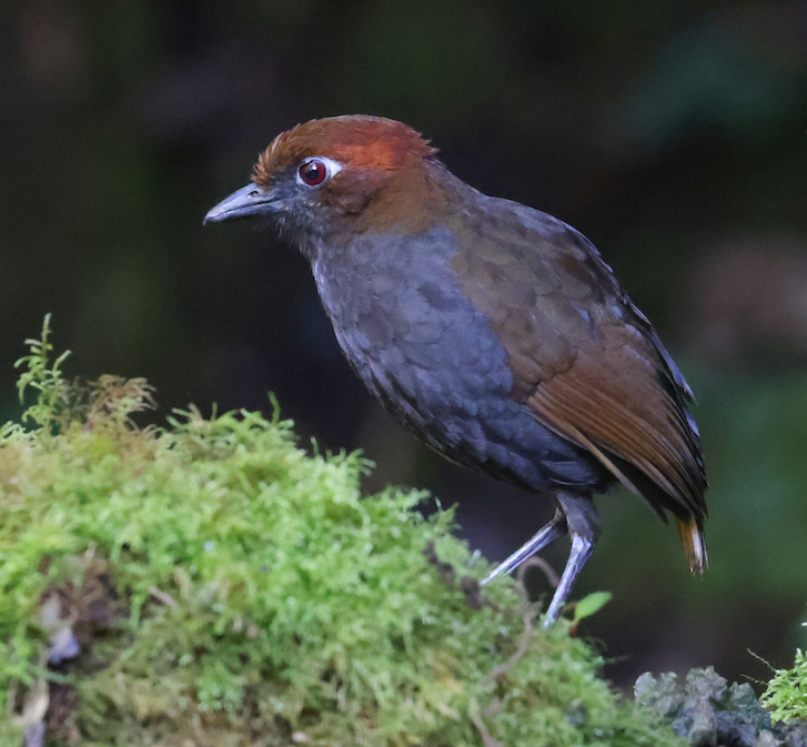 Chestnut-naped Antpitta