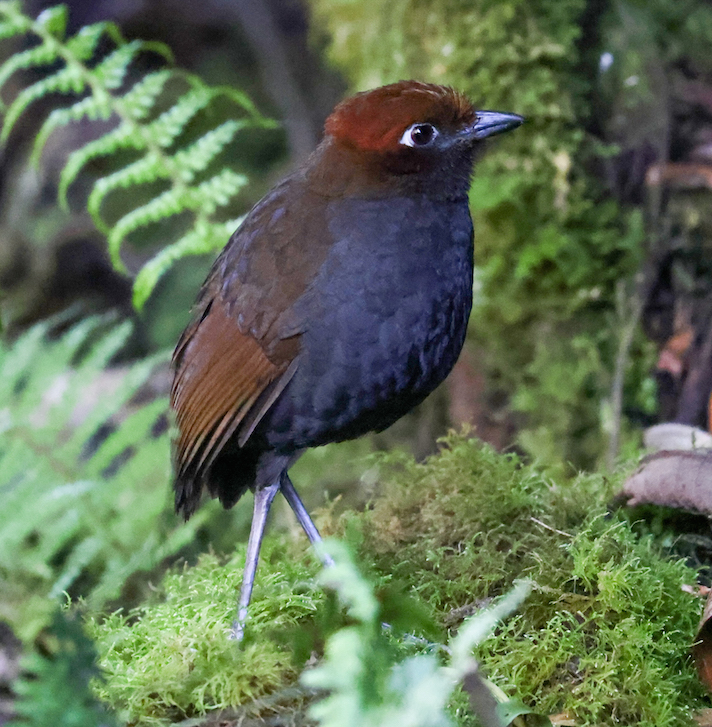 Chestnut-naped Antpitta