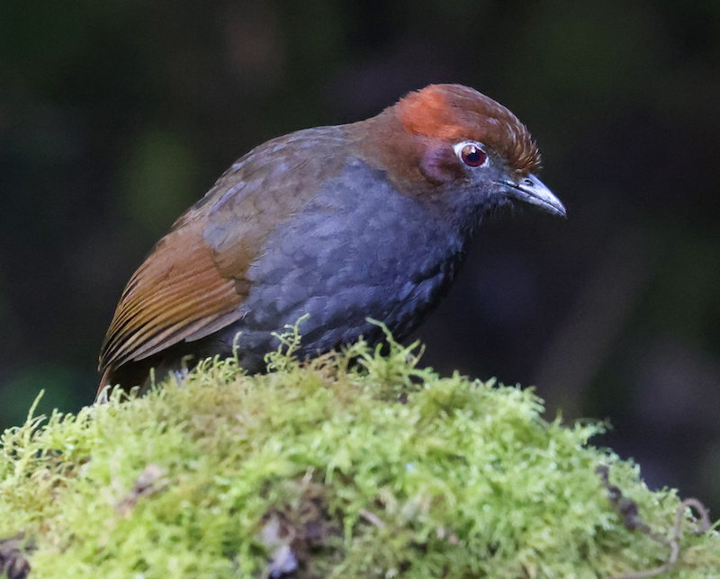 Chestnut-naped Antpitta