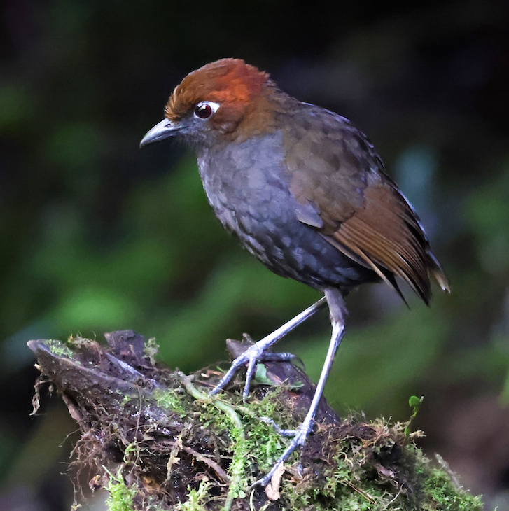 Chestnut-naped Antpitta