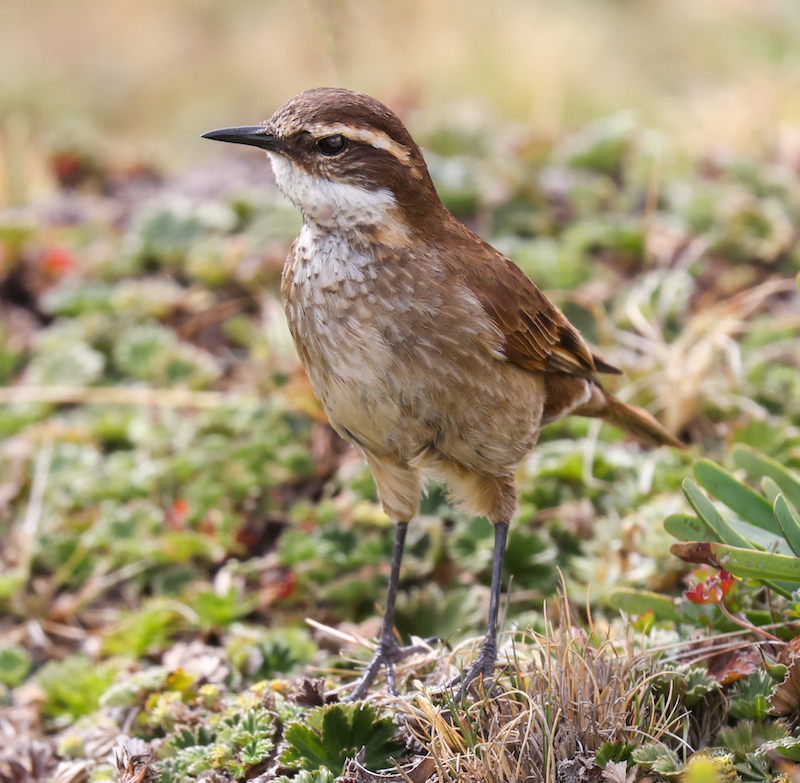 Chestnut-winged Cinclodes