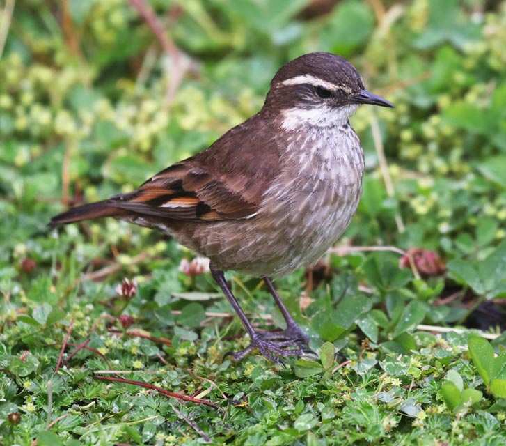 Chestnut-winged Cinclodes