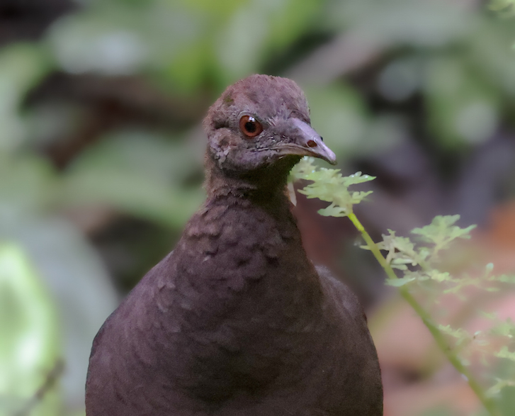 Cinereous Tinamou