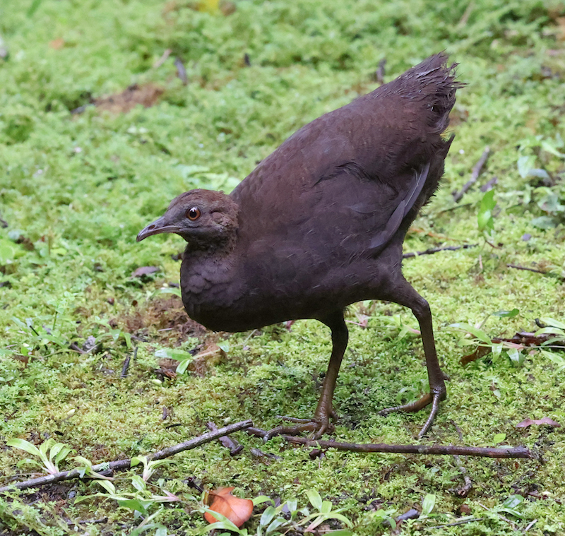 Cinereous Tinamou