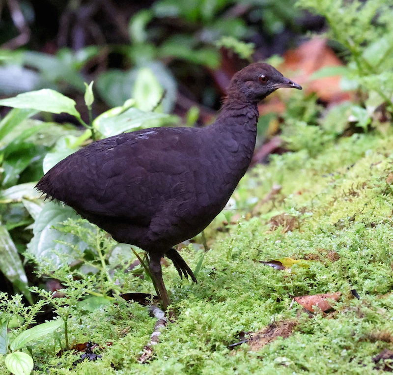 Cinereous Tinamou