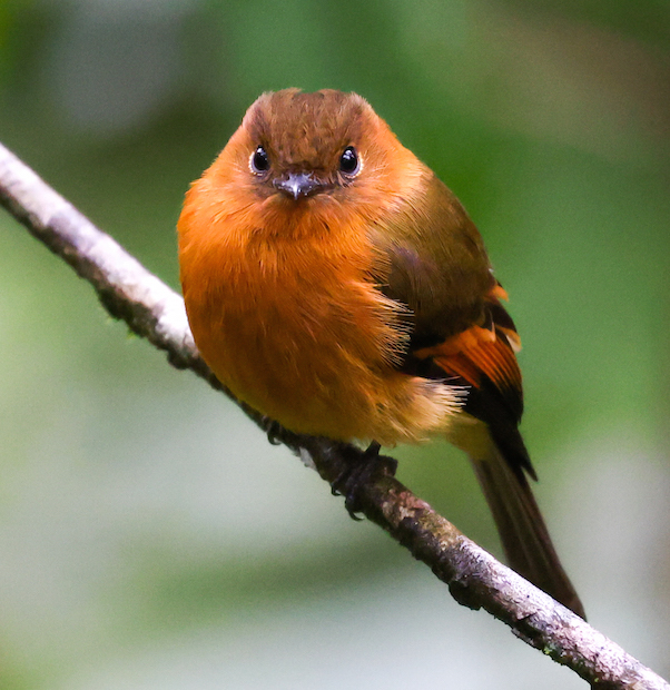 Cinnamon Flycatcher