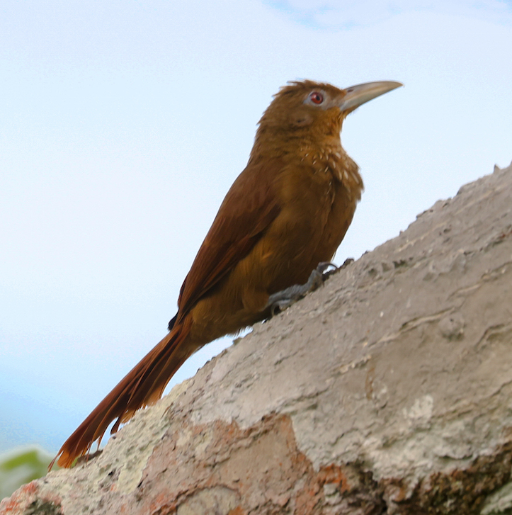 Cinnamon-throated Woodcreeper