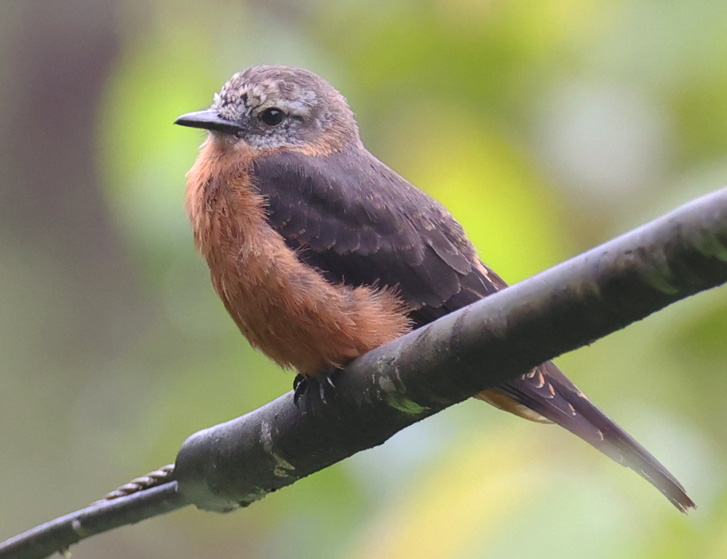 Cliff Flycatcher