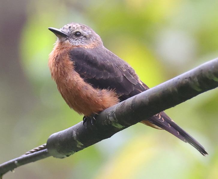 Cliff Flycatcher