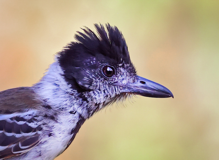 Collared Antshrike