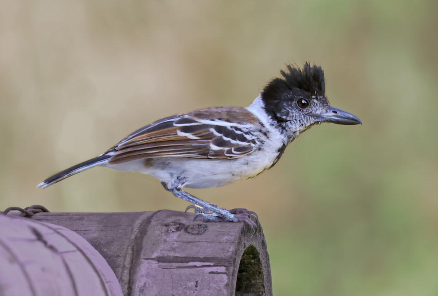 Collared Antshrike