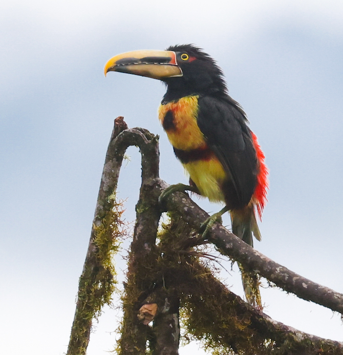 Collared Aracari (pale-mandibled form)