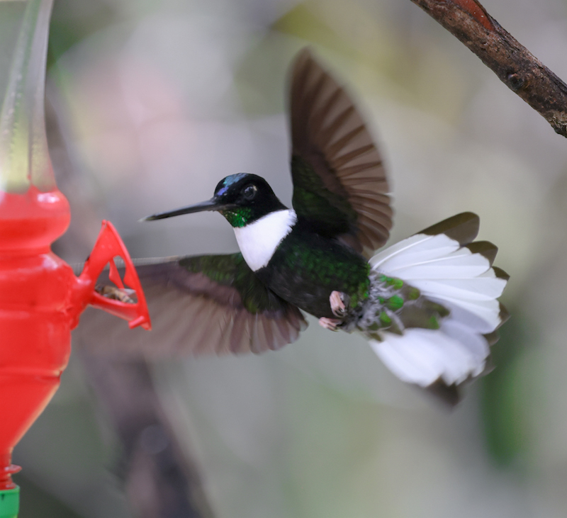 Collared Inca
