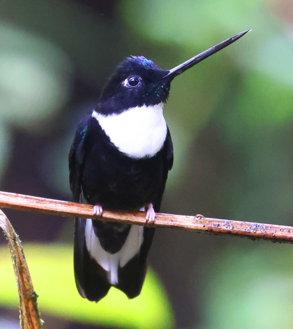 Collared Inca
