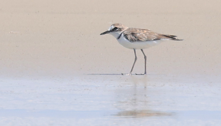 Collared Plover