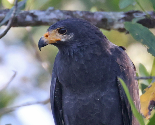 Common Black-hawk