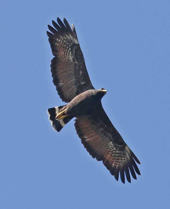 Common Black-hawk
