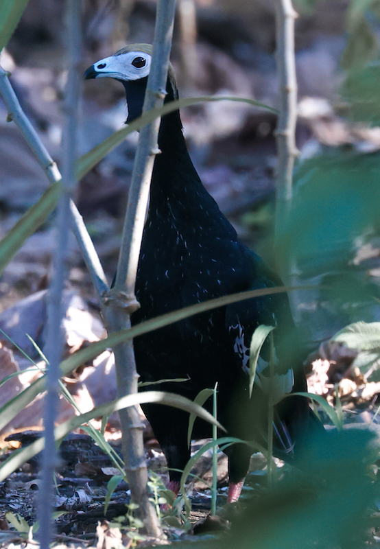 Blue-throated Piping-guan