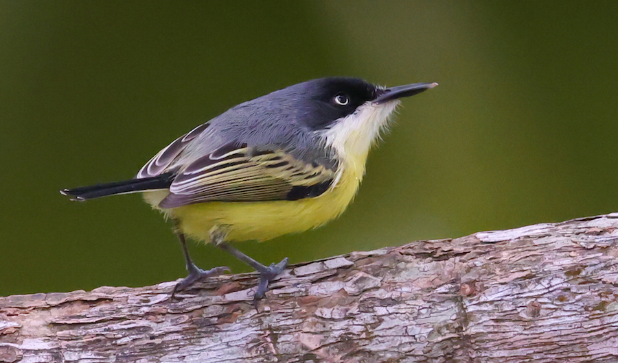 Common Tody-flycatcher