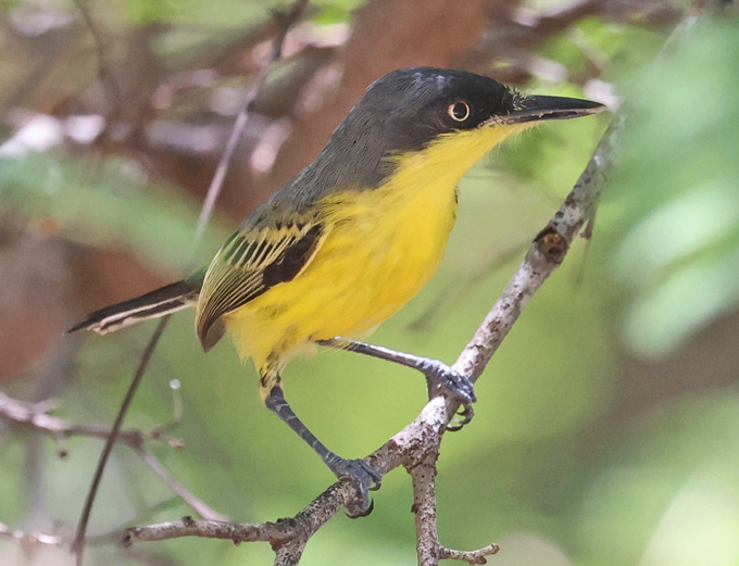 Common Tody-flycatcher