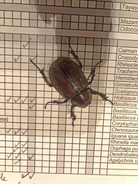 Beetle on the checklist