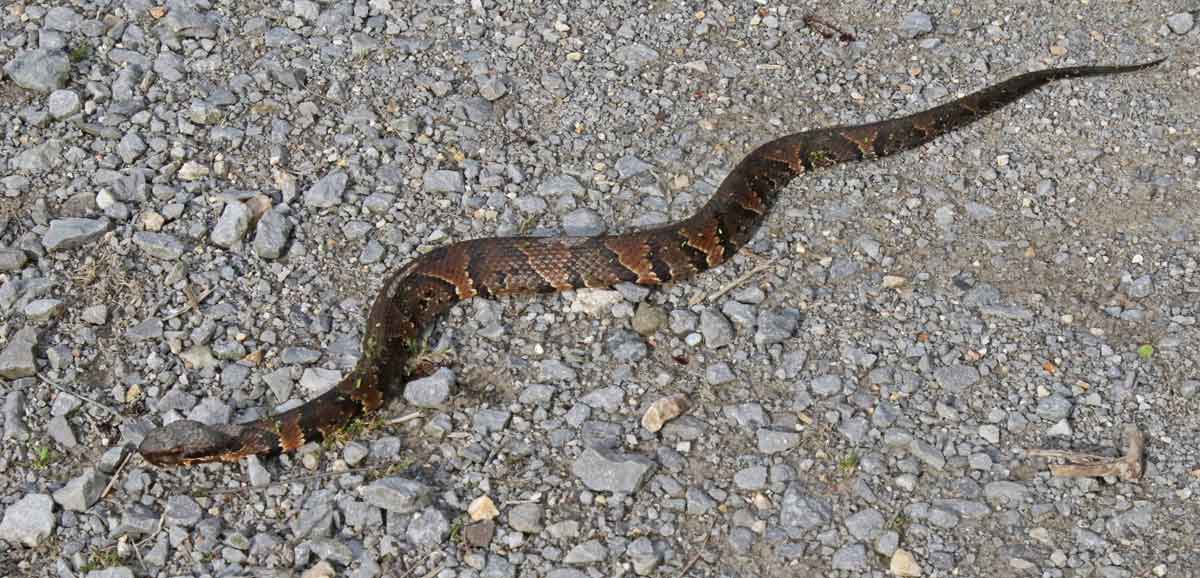 Northern Cottonmouth (adult)