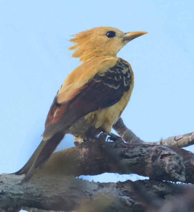 Cream-colored Woodpecker