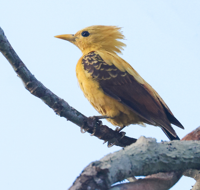 Cream-colored Woodpecker