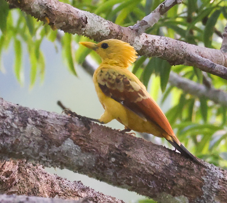 Cream-colored Woodpecker