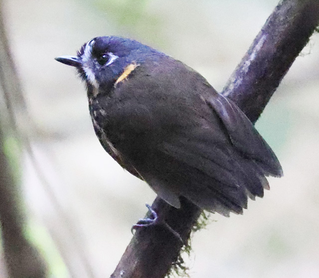 Crescent-faced Antpitta