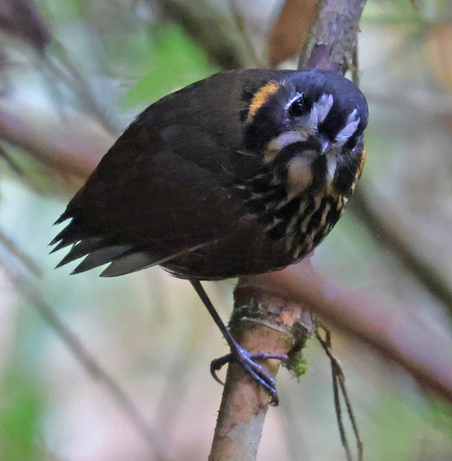 Crescent-faced Antpitta