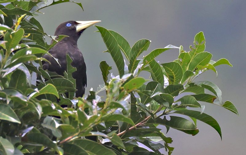 Crested Oropendola