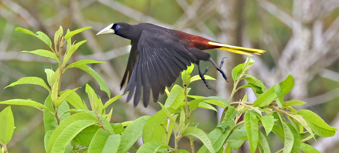 Crested Oropendola