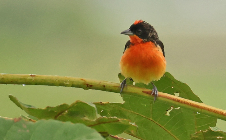 Crimson-breasted Finch