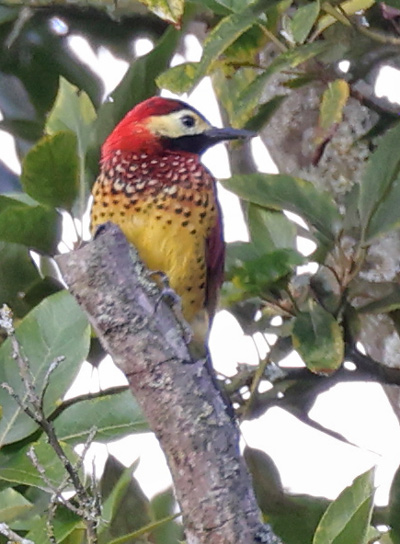 Crimson-mantled Woodpecker