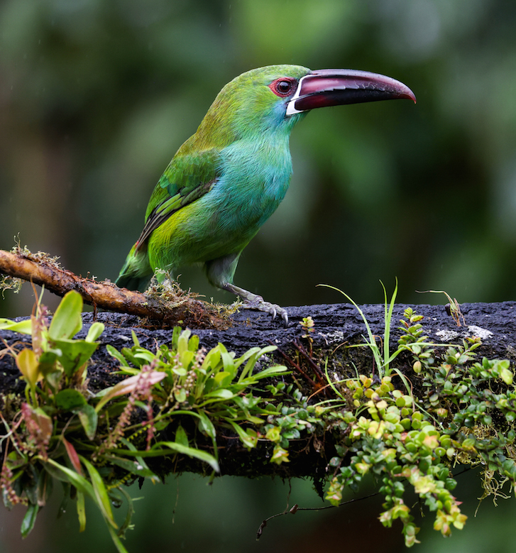 Crimson-rumped Toucanet
