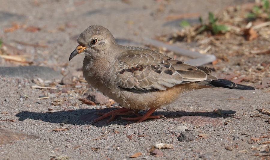 Croaking Ground-dovee