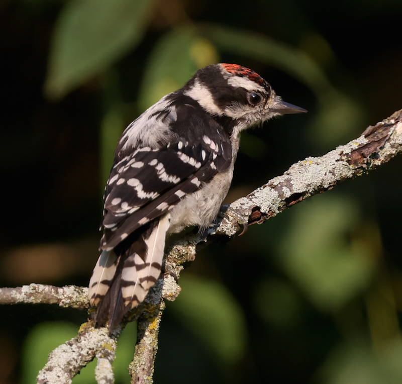 Downy Woodpecker (juvenile)