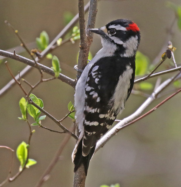 Downy Woodpecker photo #3