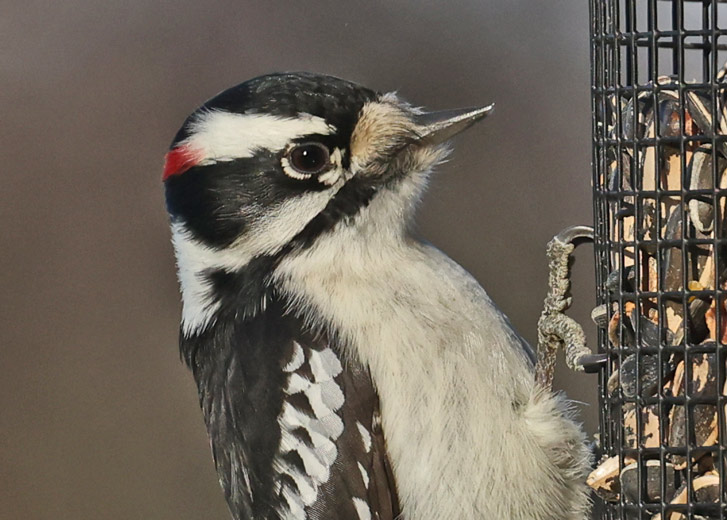 Downy Woodpecker photo #2