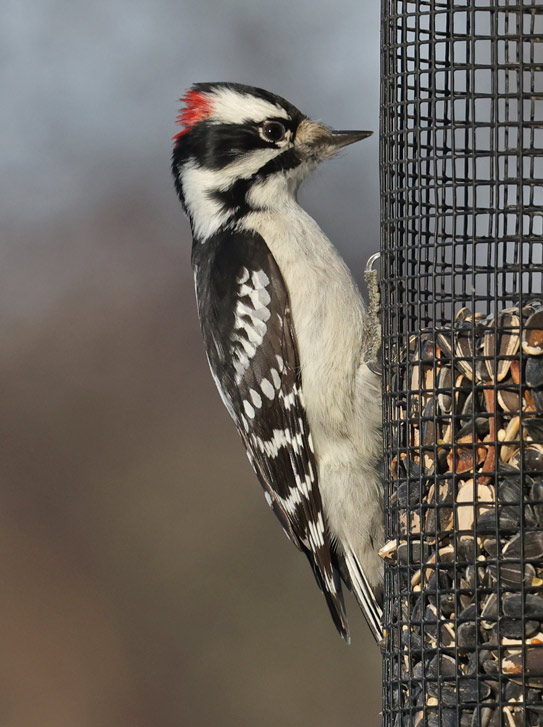 Downy Woodpecker photo #1